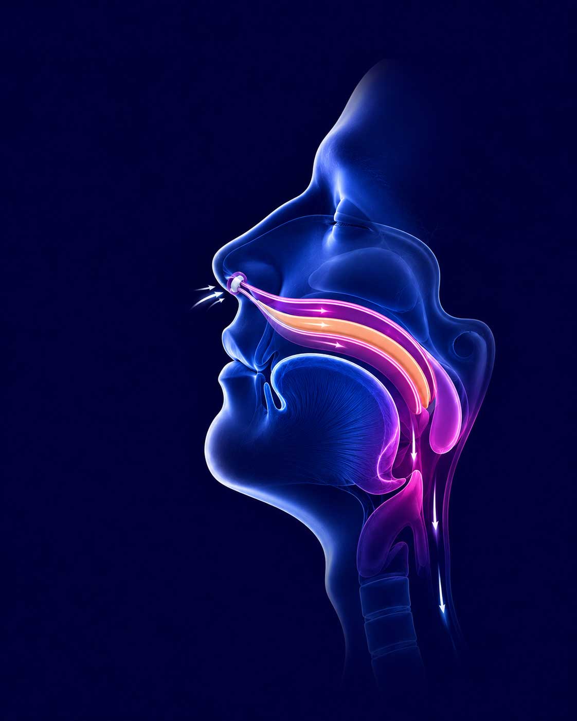 Sleep apnea airway illustration